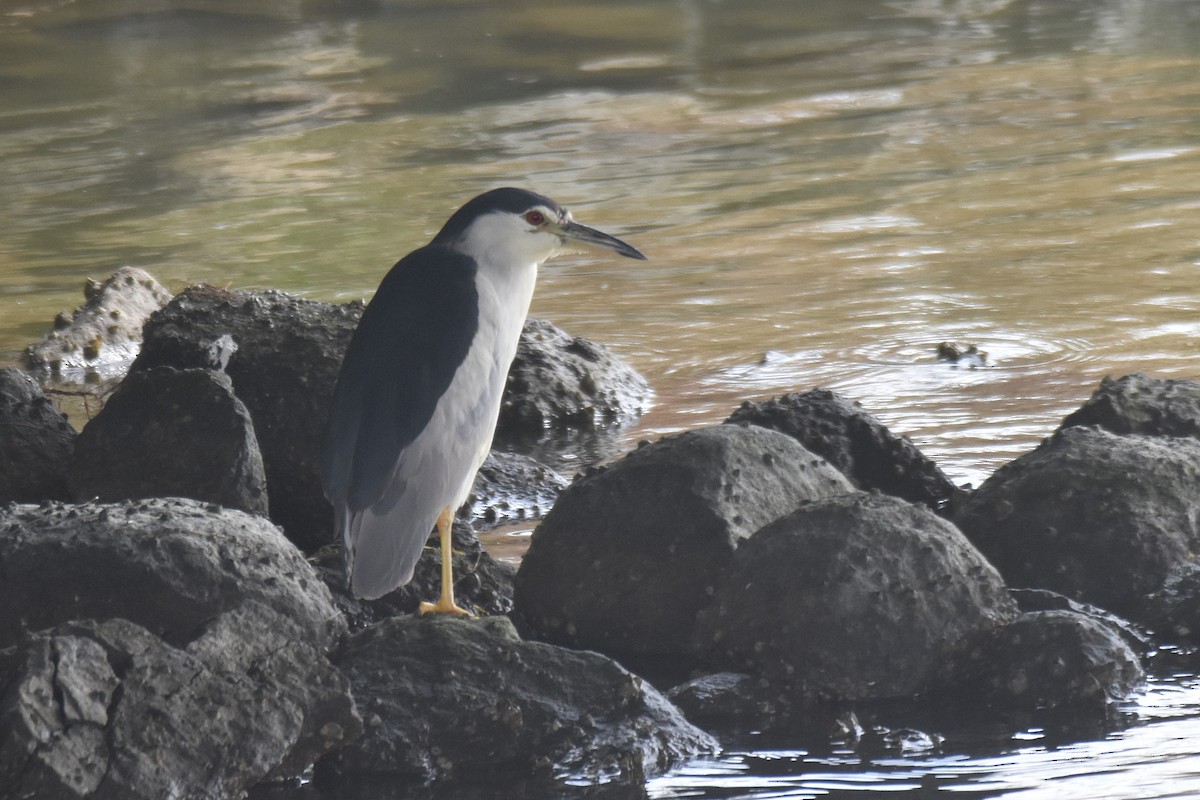 Ногоовор зашин - ML642774625