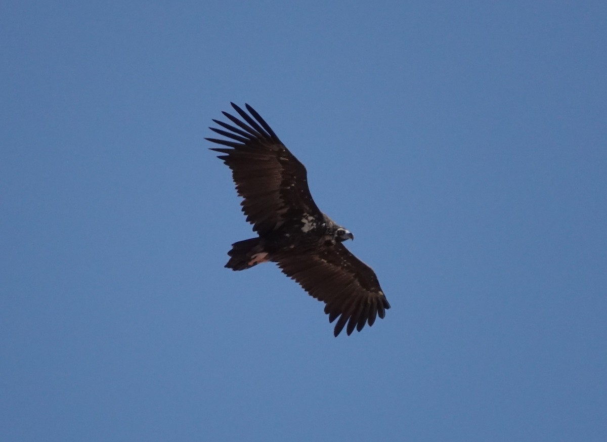 Cinereous Vulture - ML642774636
