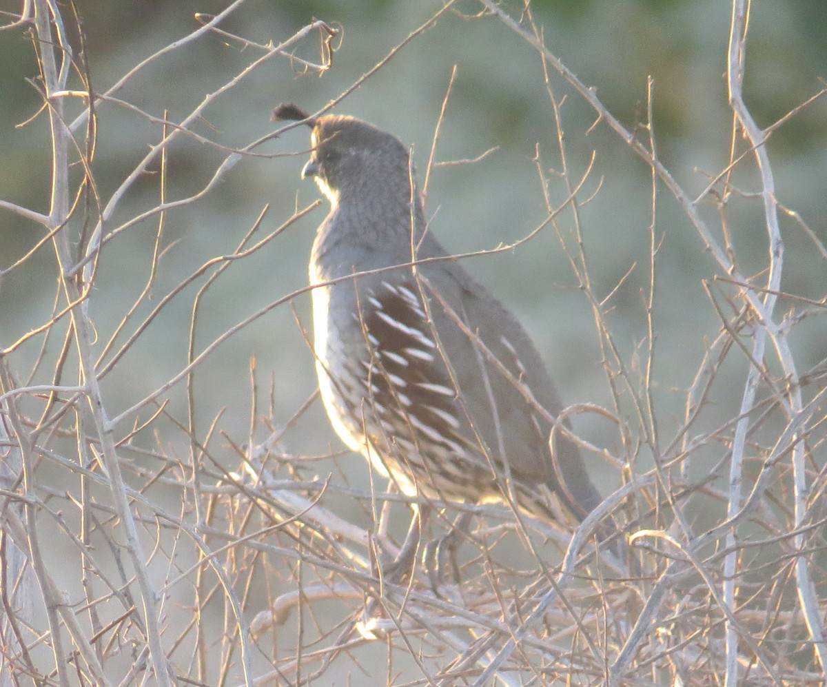 Gambel's Quail - ML642774647
