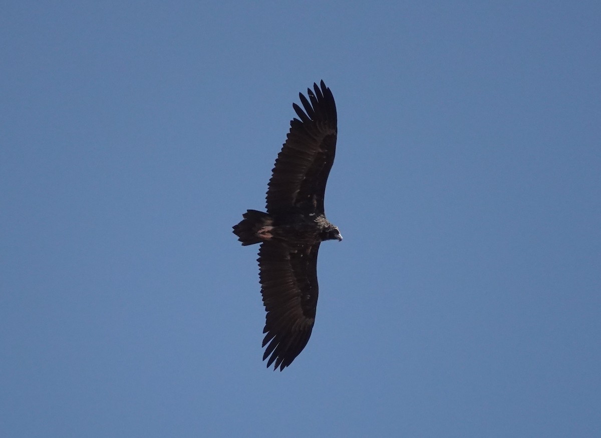 Cinereous Vulture - ML642774648