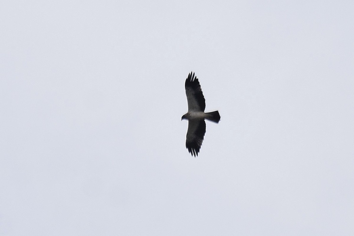 Бахим бүргэд - ML642774649