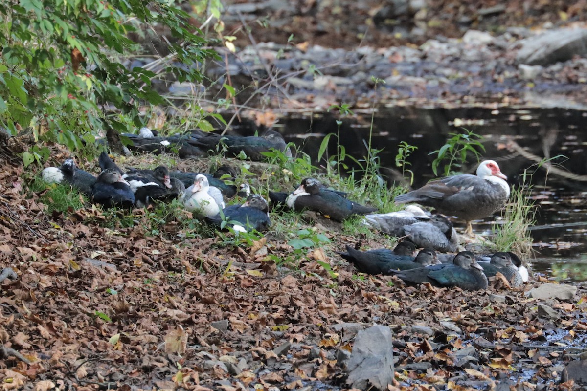 anatidé sp. (canard sp.) - ML642774656