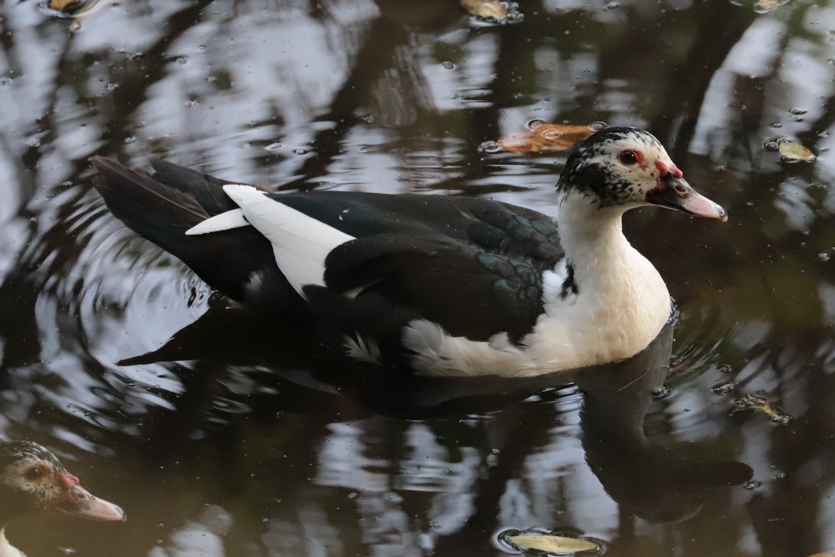 anatidé sp. (canard sp.) - ML642774657