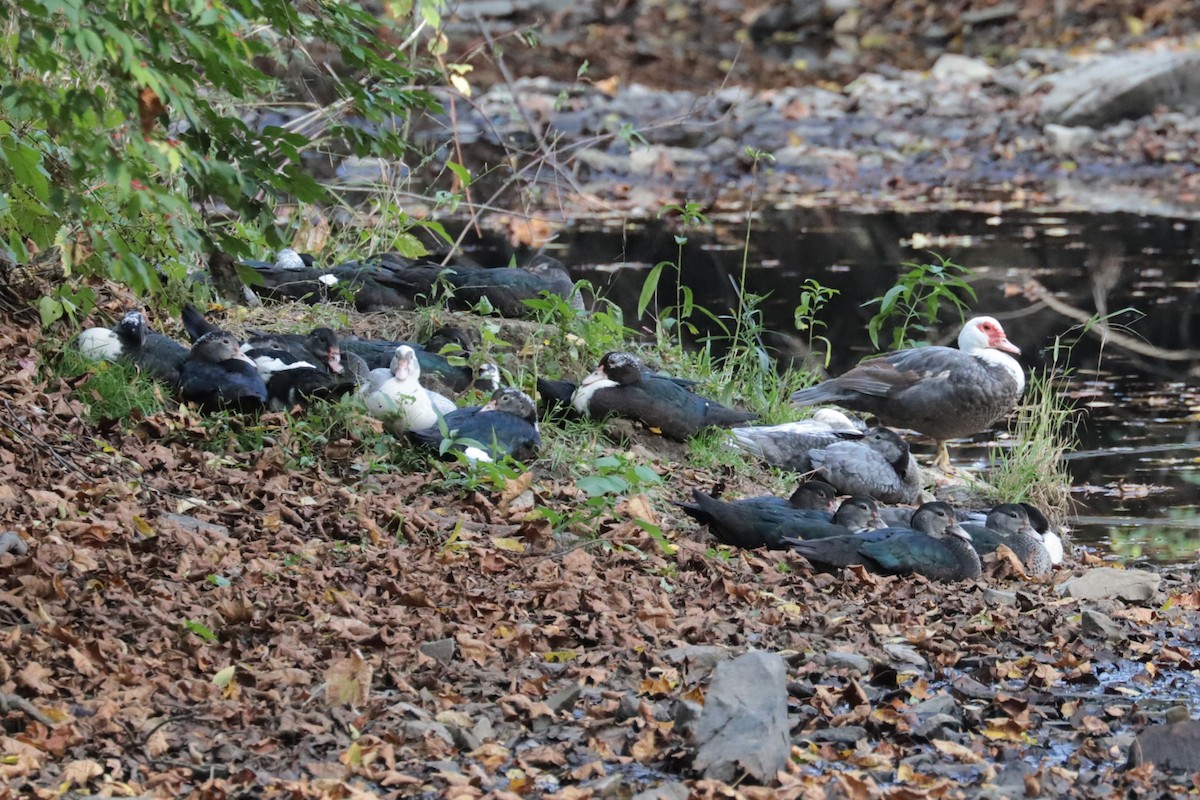 anatidé sp. (canard sp.) - ML642774658