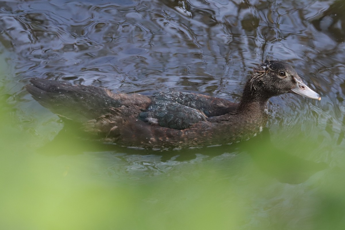 anatidé sp. (canard sp.) - ML642774659