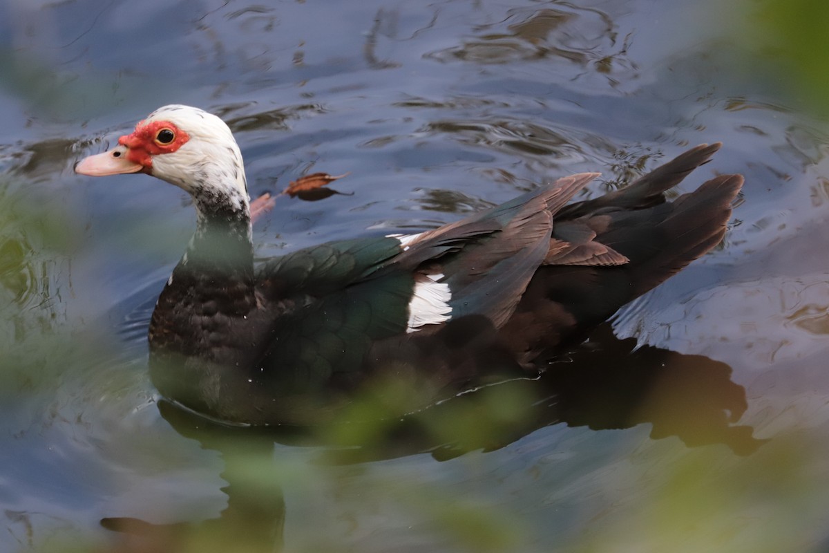 anatidé sp. (canard sp.) - ML642774660