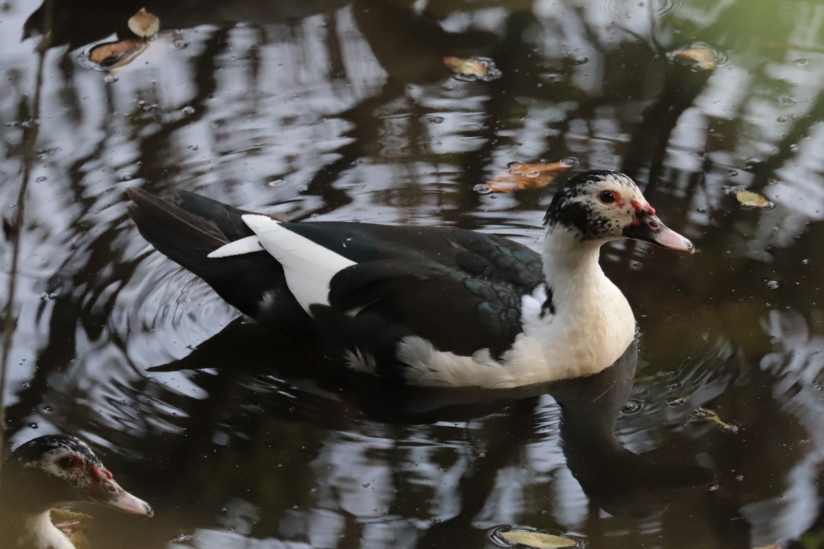 anatidé sp. (canard sp.) - ML642774661