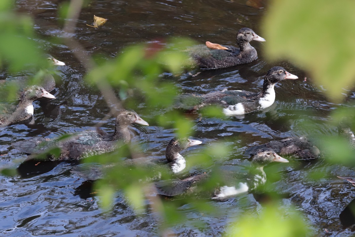 anatidé sp. (canard sp.) - ML642774662