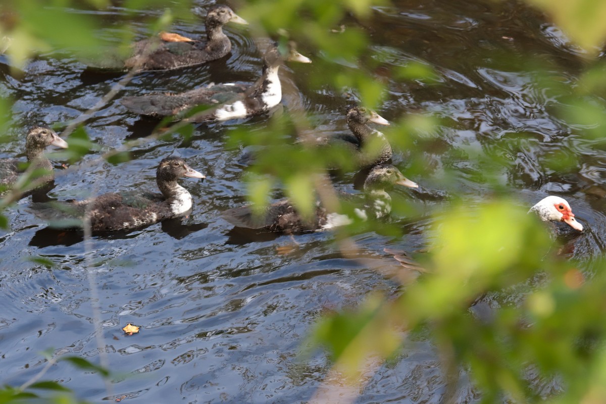 anatidé sp. (canard sp.) - ML642774663