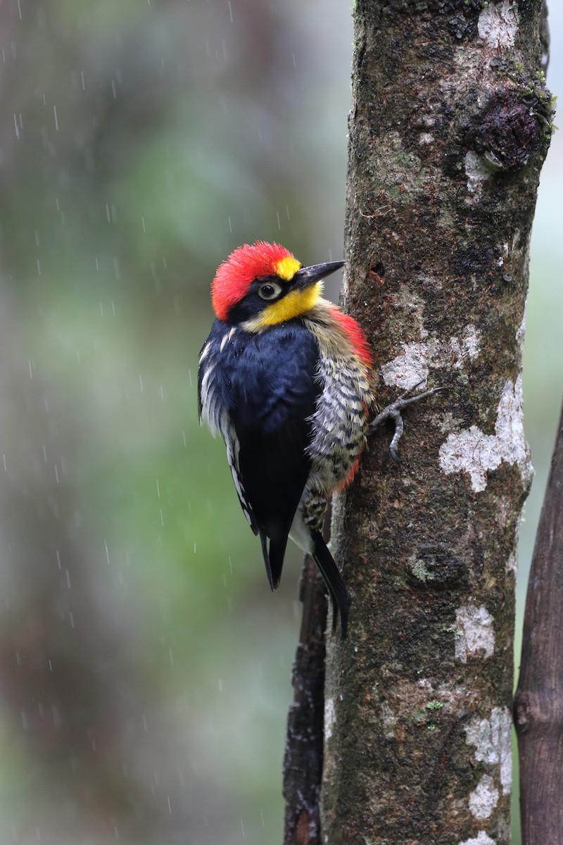 Yellow-fronted Woodpecker - ML642774684