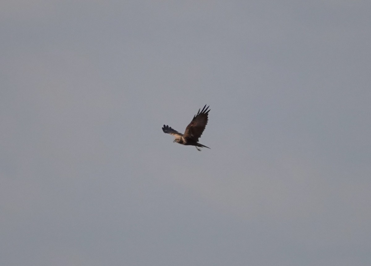 Falco di palude - ML642774690