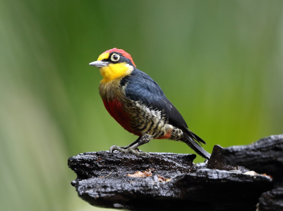 Yellow-fronted Woodpecker - ML642774692