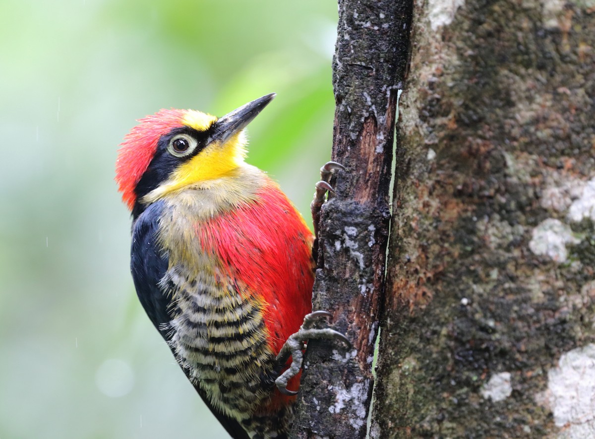 Yellow-fronted Woodpecker - ML642774696