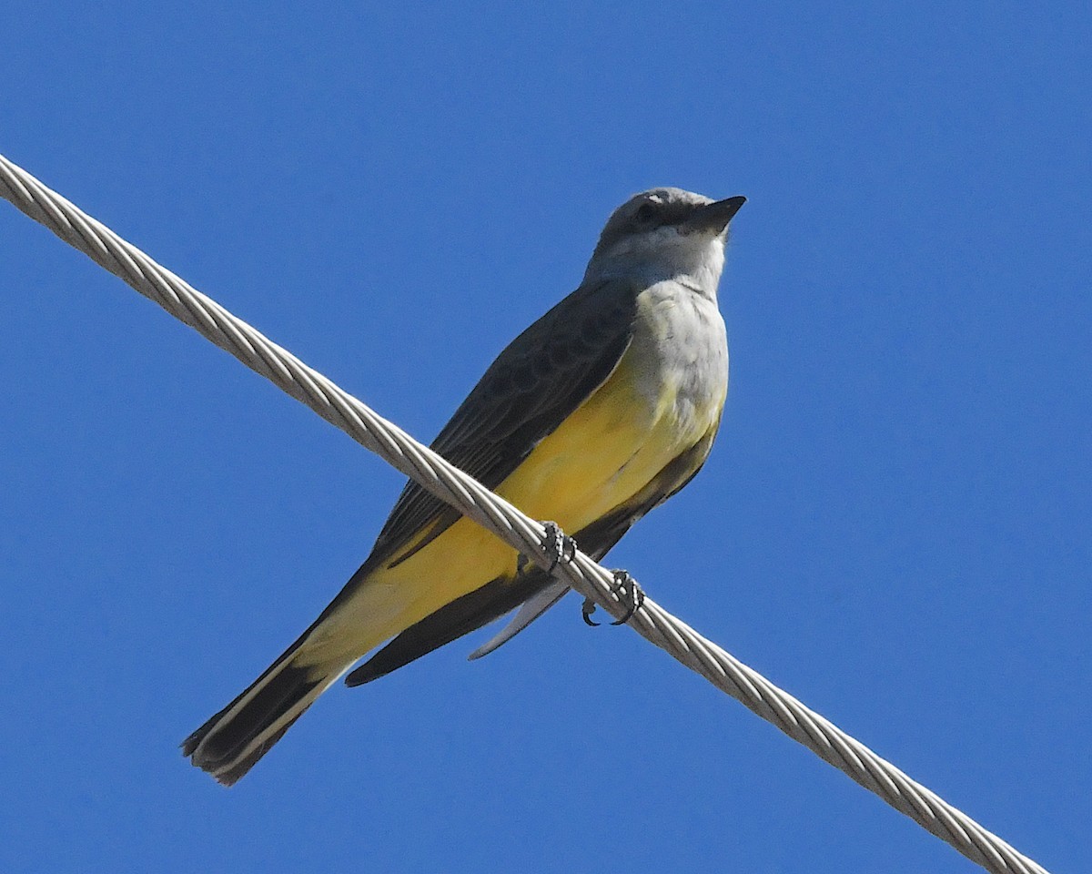 Western Kingbird - ML642774697