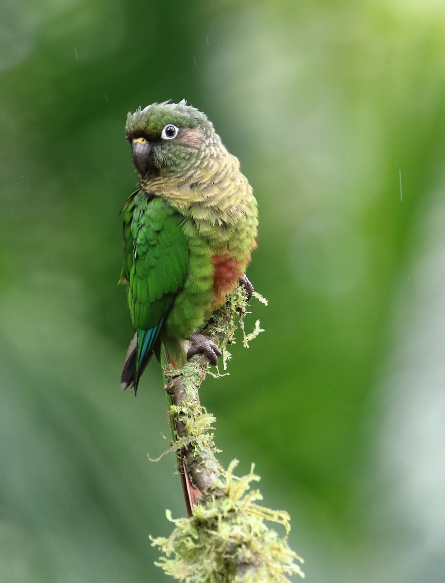 Maroon-bellied Parakeet - ML642774719