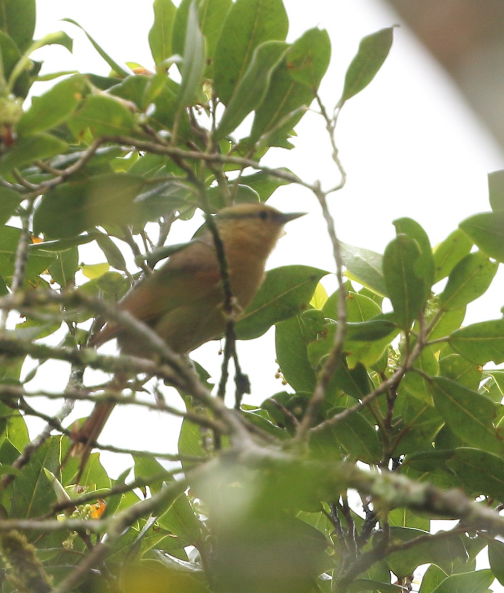 Buff-fronted Foliage-gleaner - ML642774723