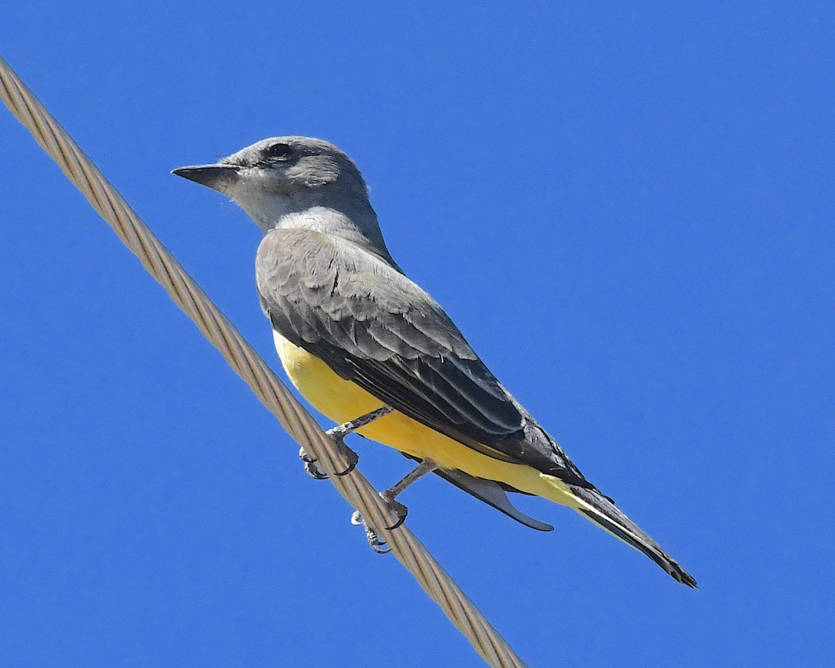 Western Kingbird - ML642774726
