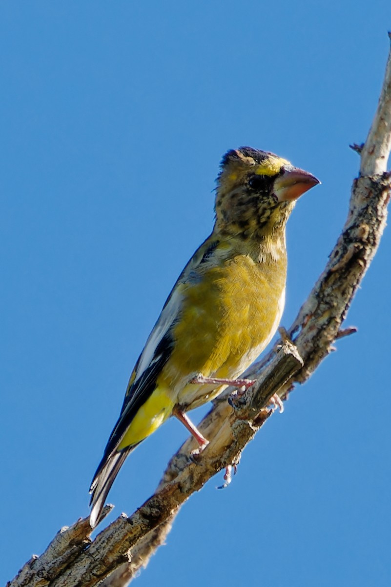 Evening Grosbeak - ML642774727