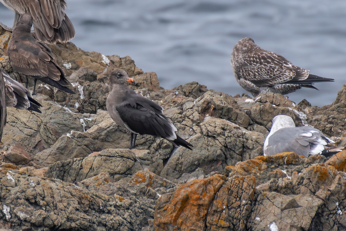 Heermann's Gull - ML642774735