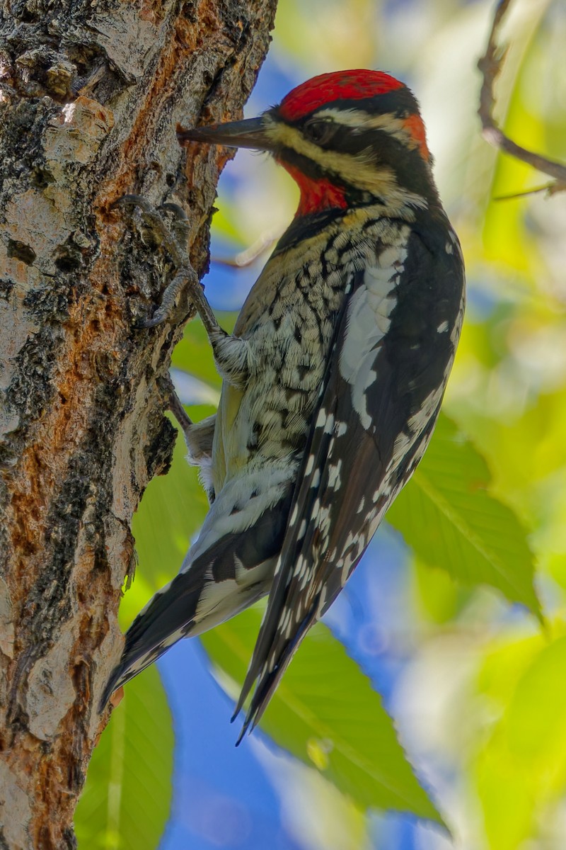 Red-naped Sapsucker - ML642774736