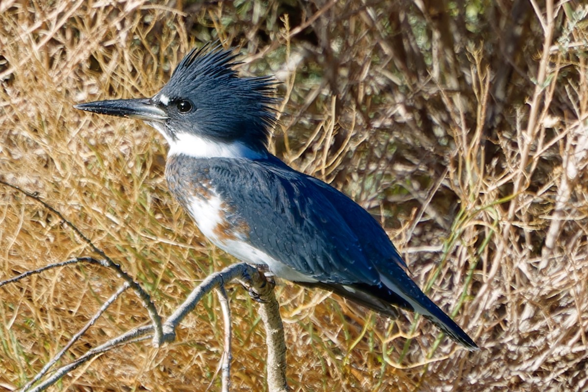 Belted Kingfisher - ML642774739
