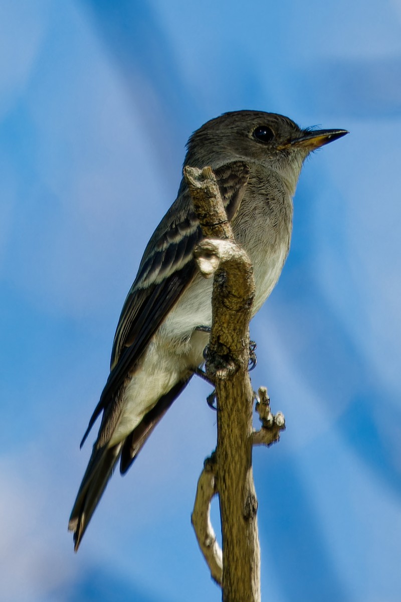 Western Wood-Pewee - ML642774743