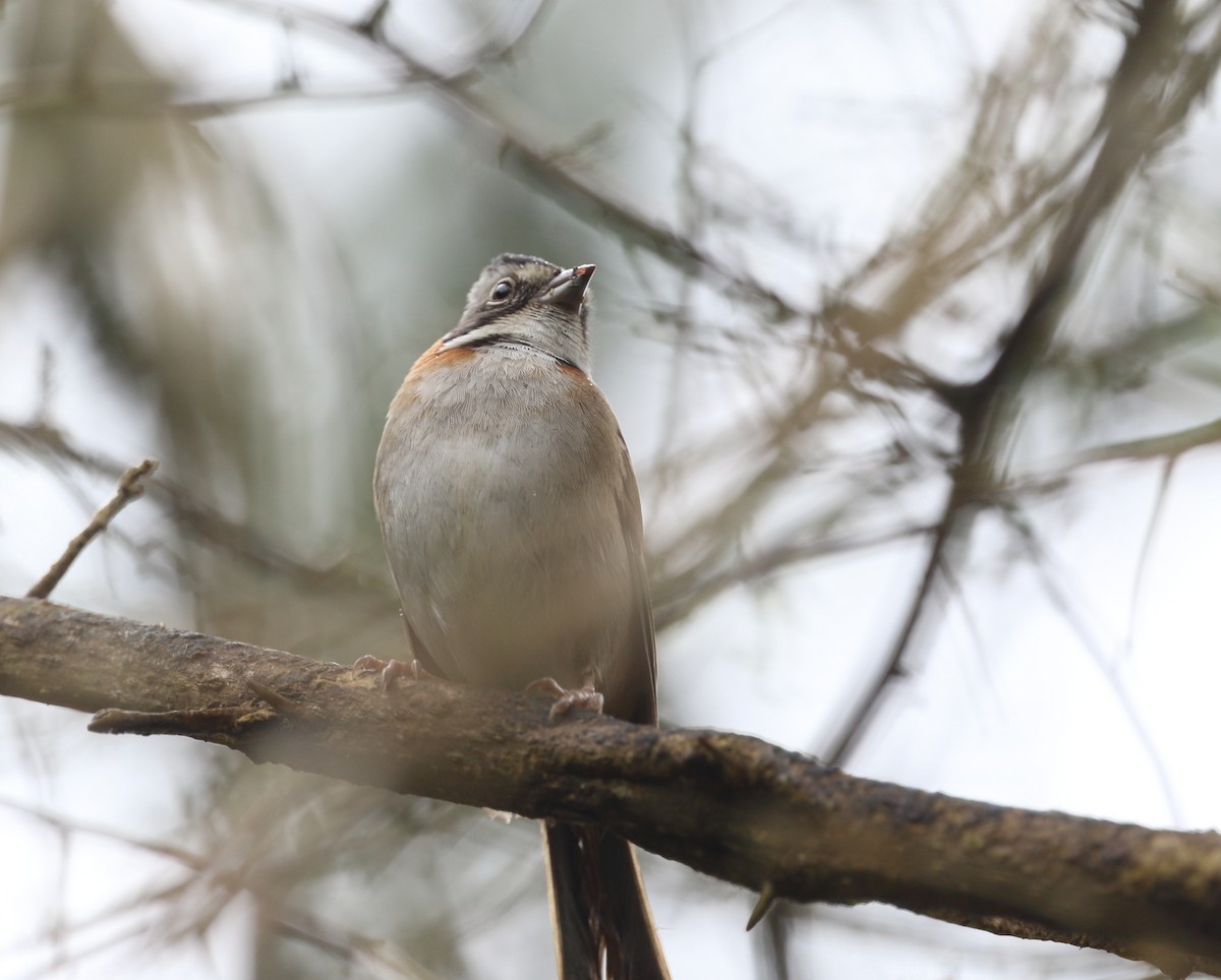 Rufous-collared Sparrow - ML642774744