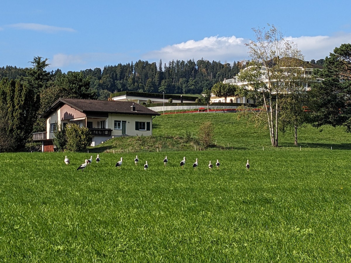 White Stork - ML642774746
