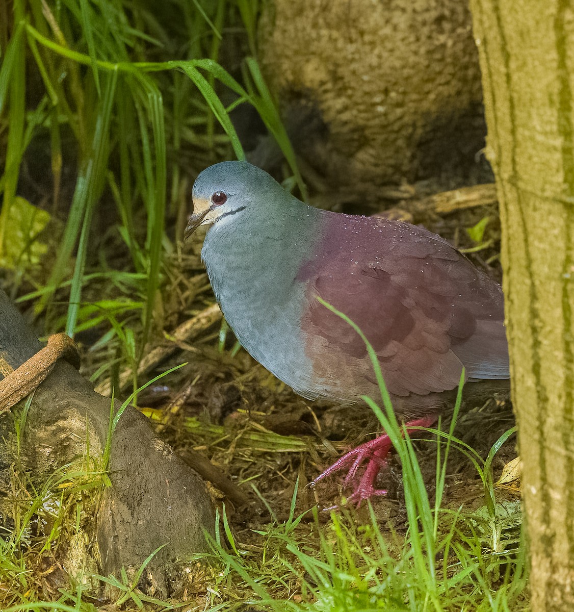 Costa-Rica-Taube - ML642774754
