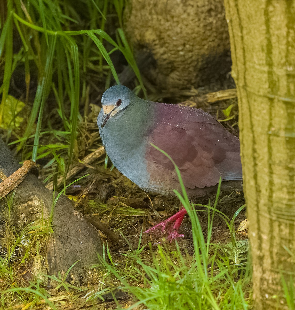 Costa-Rica-Taube - ML642774755