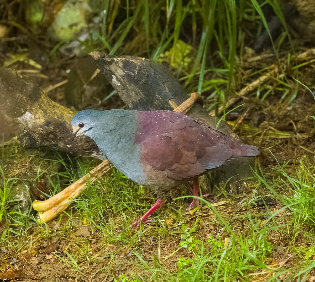 Costa-Rica-Taube - ML642774756