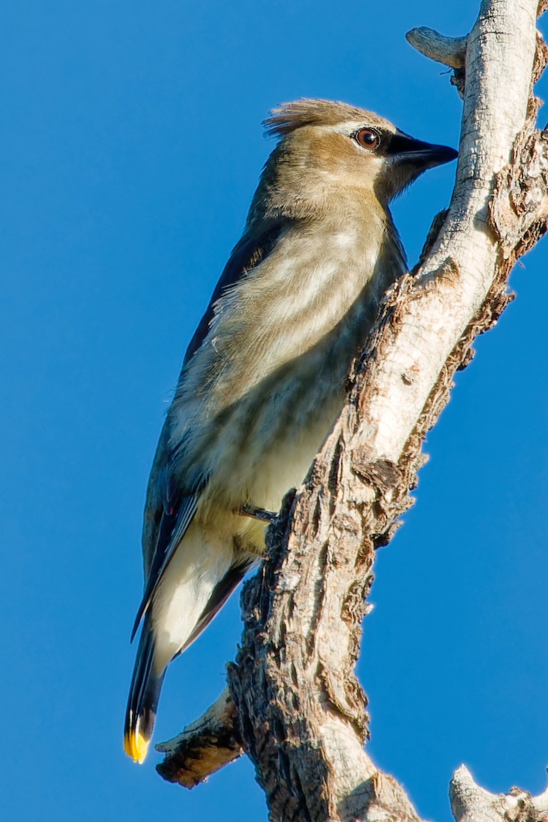 Cedar Waxwing - ML642774757