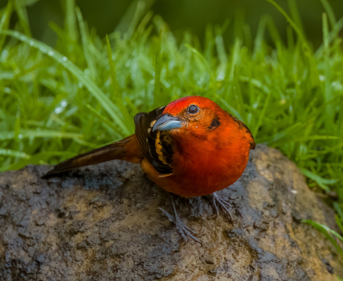 Flame-colored Tanager - ML642774768