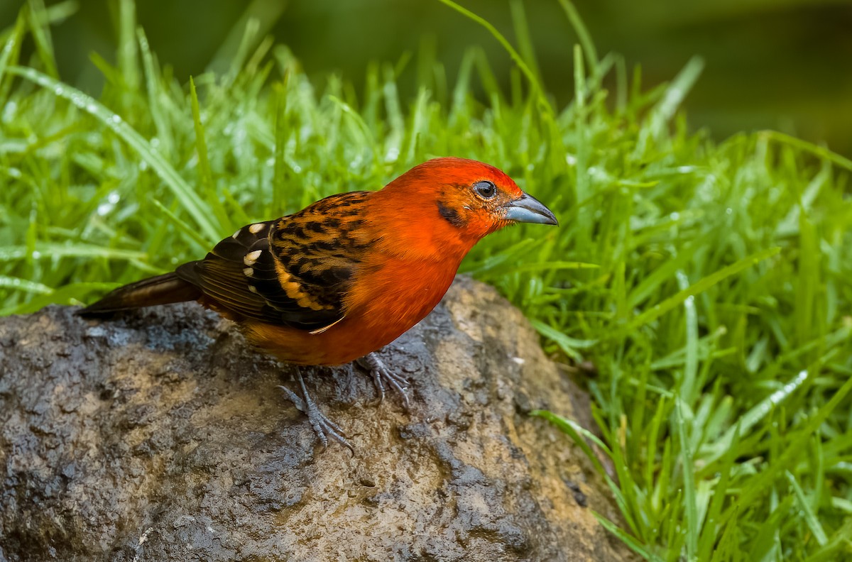 Flame-colored Tanager - ML642774769