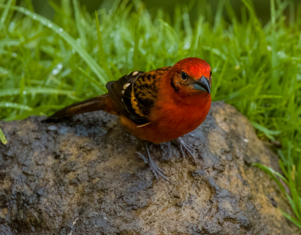 Flame-colored Tanager - ML642774770