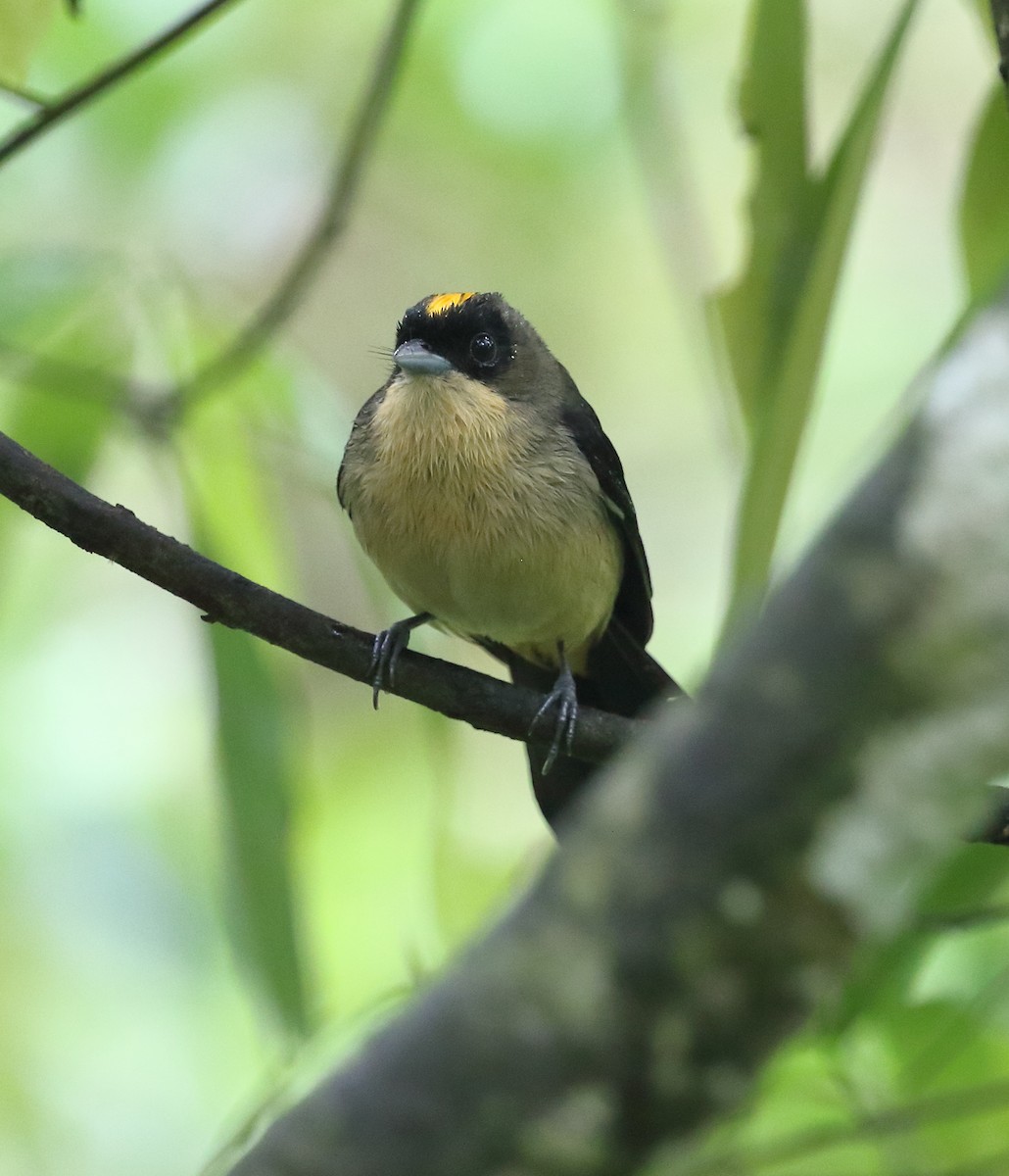 Black-goggled Tanager - ML642774775