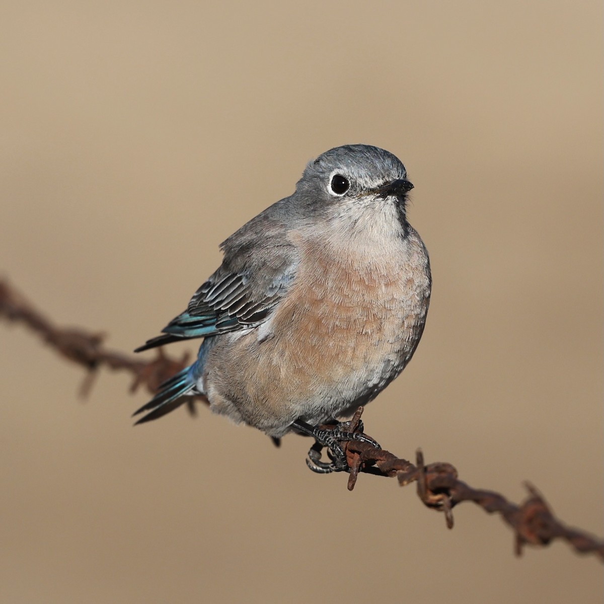 Western Bluebird - ML642774776