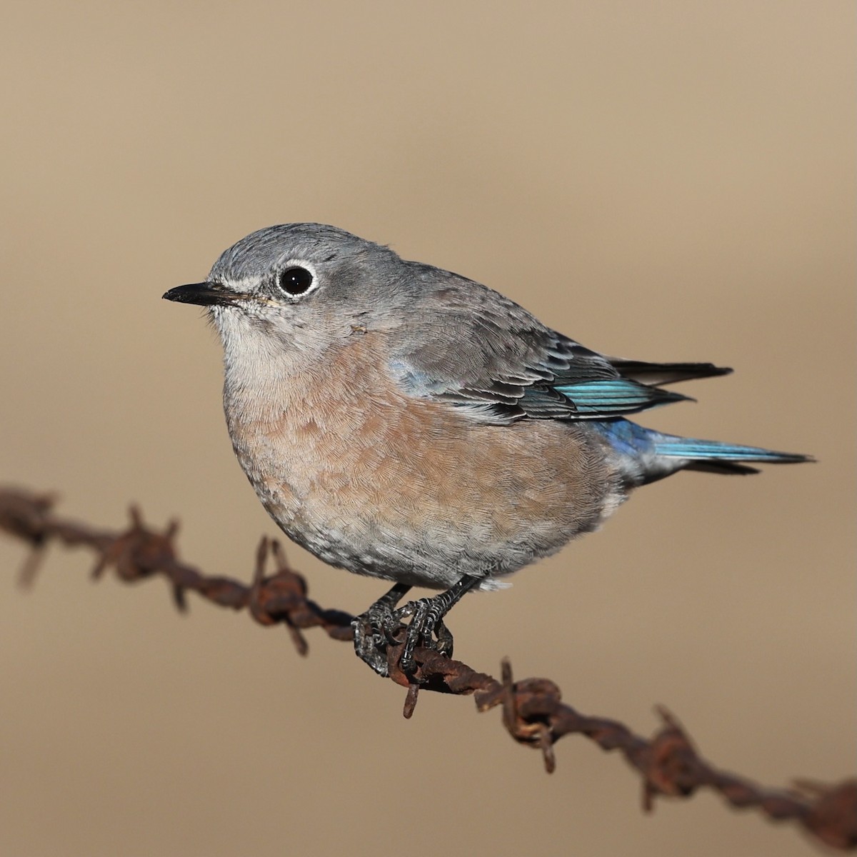 Western Bluebird - ML642774777