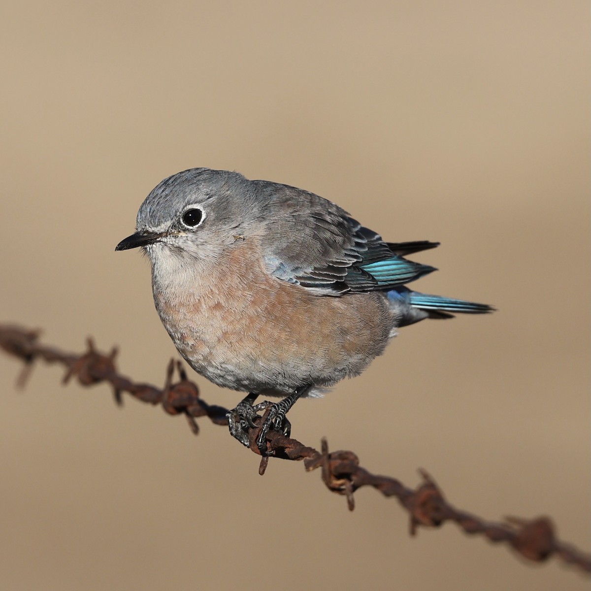 Western Bluebird - ML642774778
