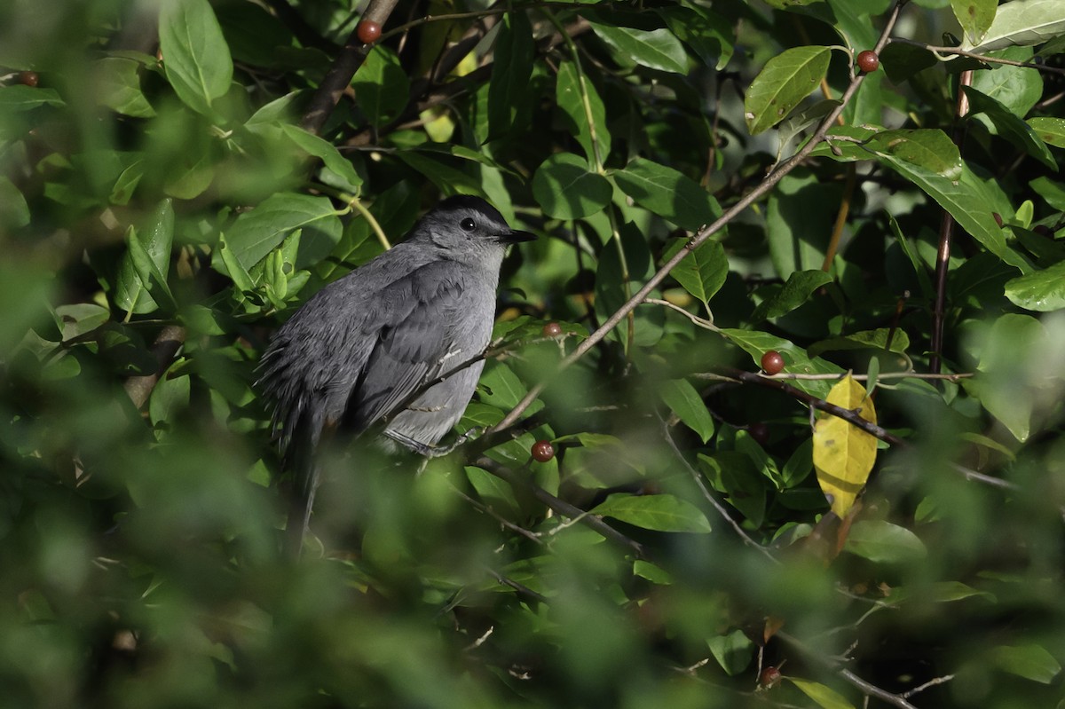 Gray Catbird - ML642774820