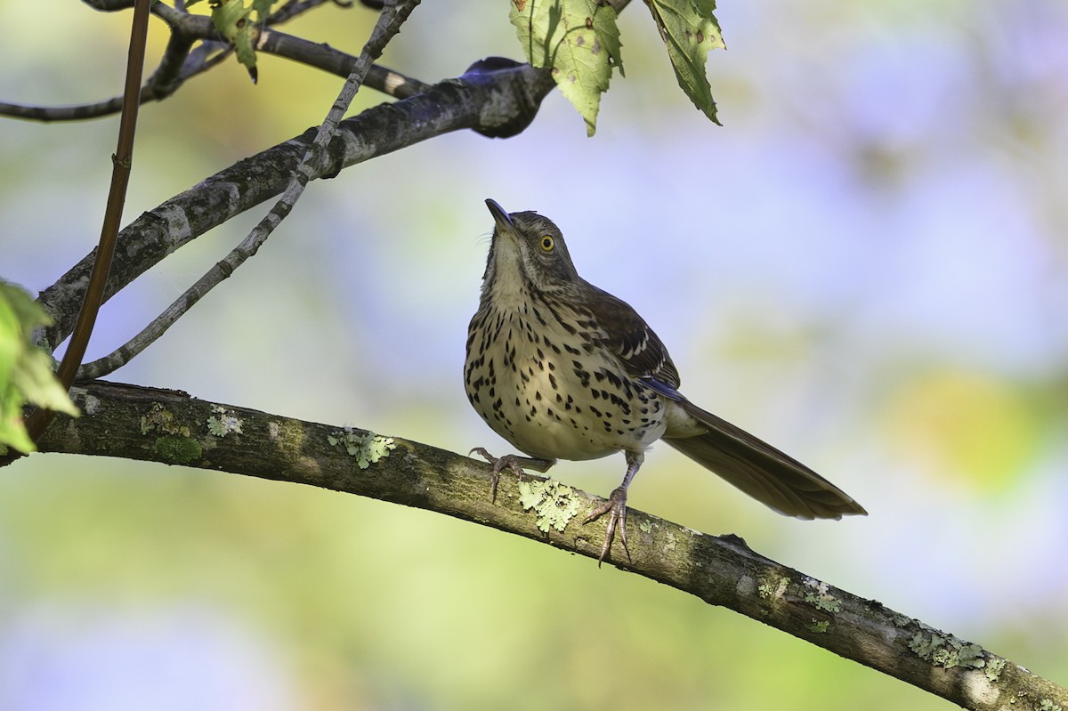 Brown Thrasher - ML642774827