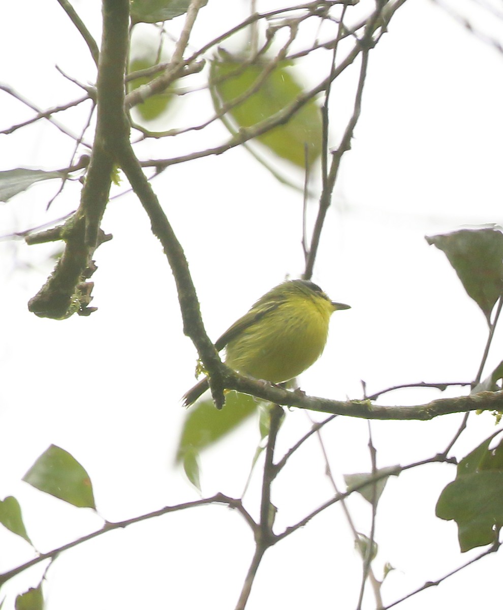 Gray-headed Tody-Flycatcher - ML642774833