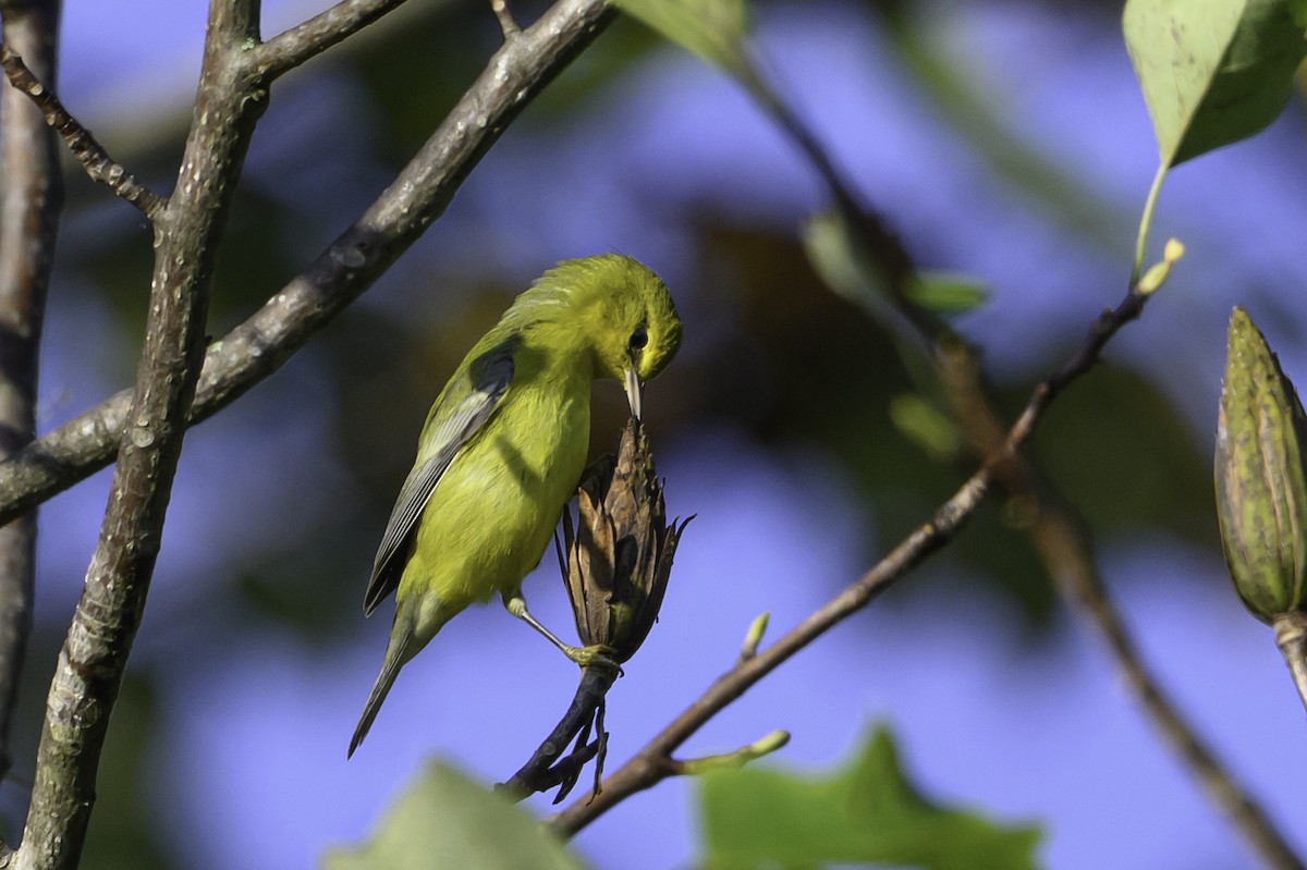 Blue-winged Warbler - ML642774835
