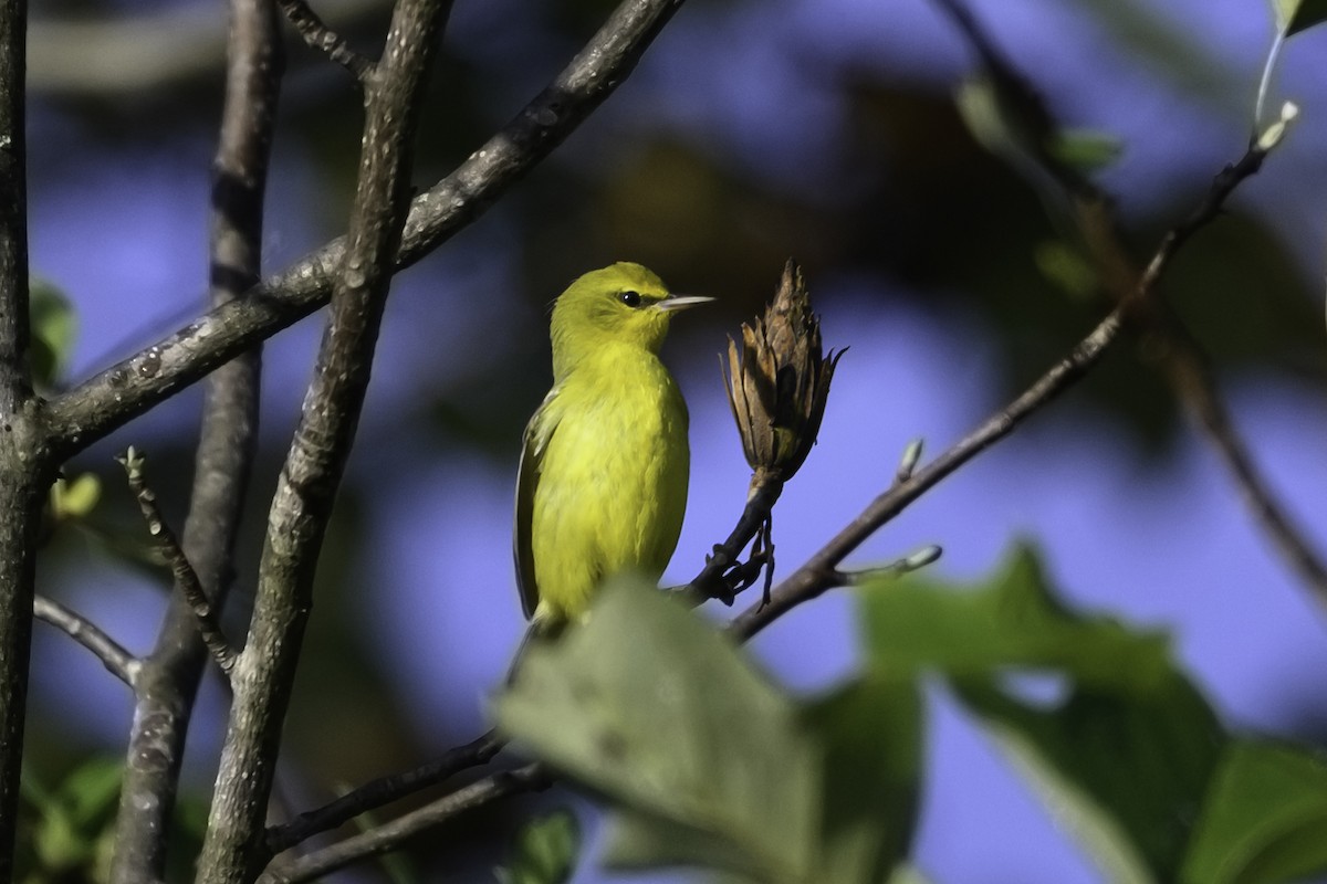 Blue-winged Warbler - ML642774836