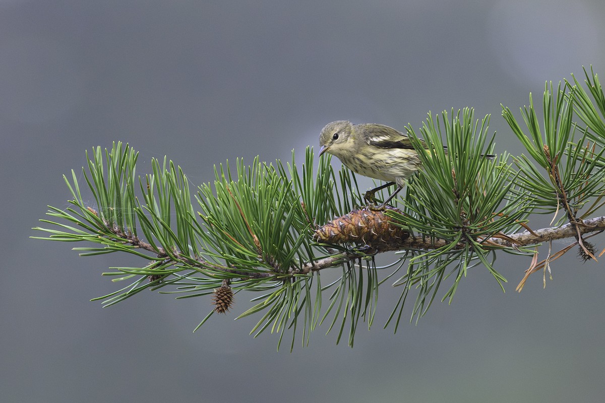 Cape May Warbler - ML642774854