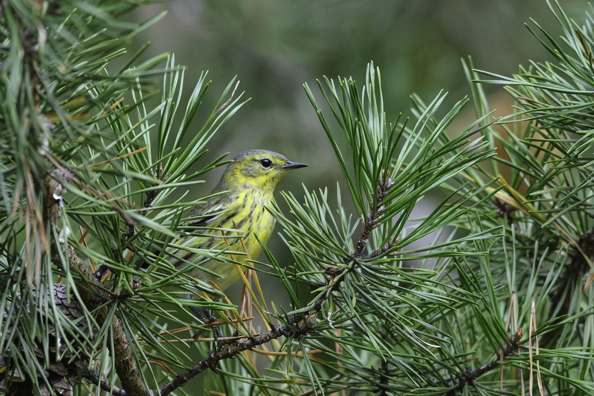 Cape May Warbler - ML642774859
