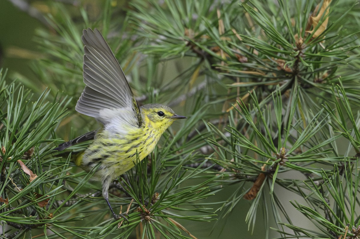 Cape May Warbler - ML642774860