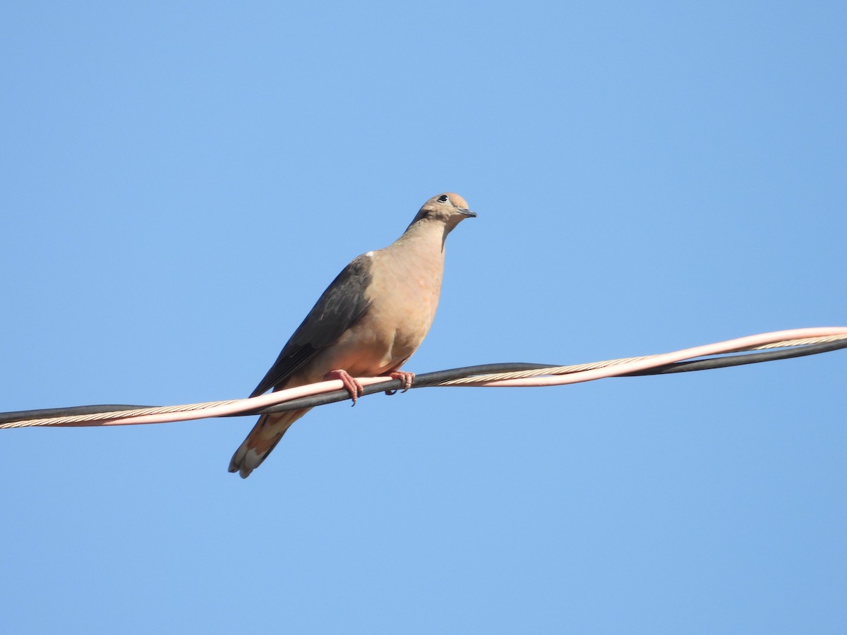 Eared Dove - ML642774864
