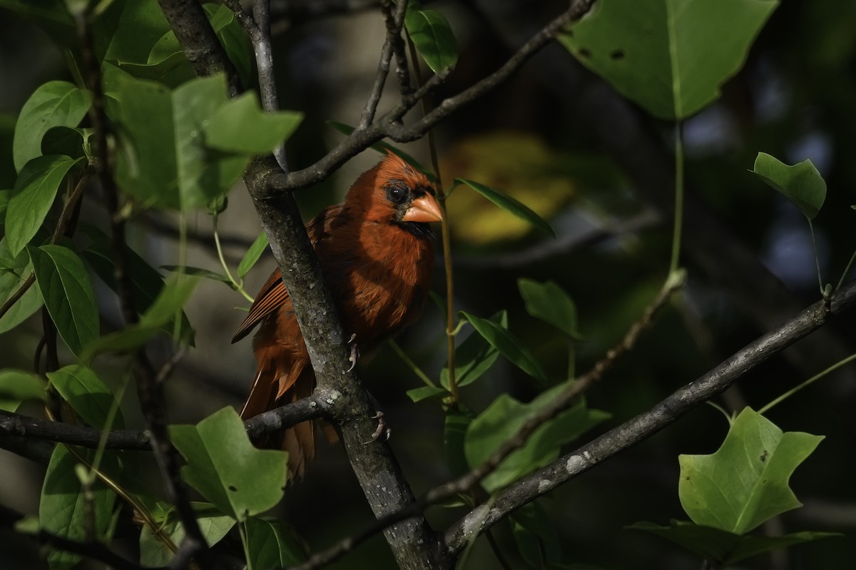 Northern Cardinal - ML642774869