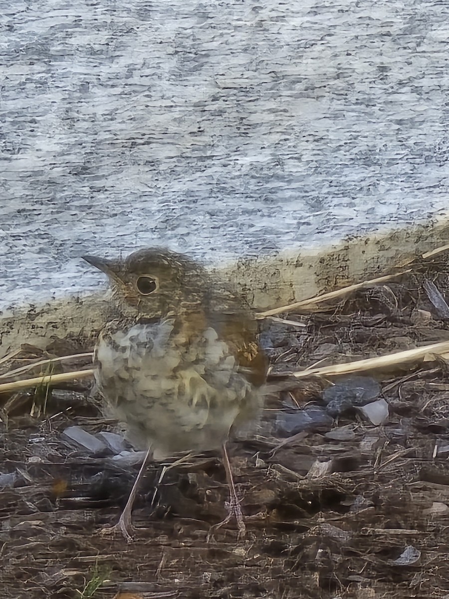 Gray-cheeked/Bicknell's Thrush - ML642774887